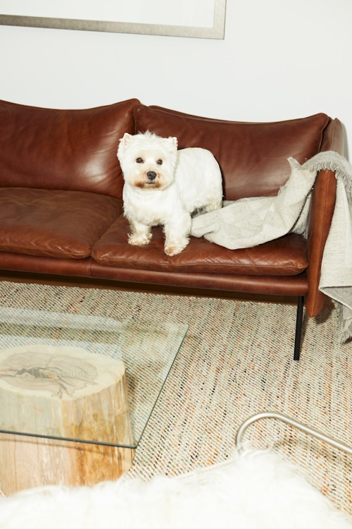 Hunden Lillebjørn poserer i tiki-sofaen.
