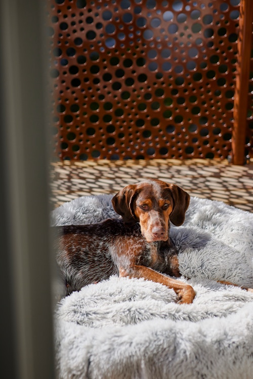 Hunden Ipa i forgrunnen liggende på en solrik balkong tilhørende leiligheten