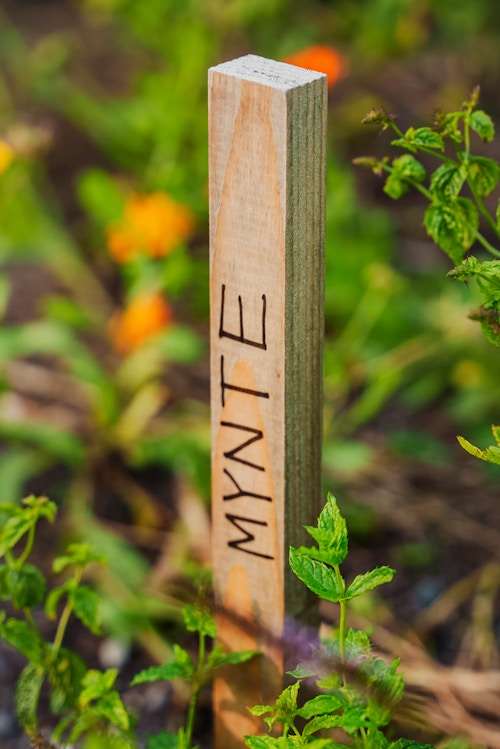 En planke i jorda er markert med ordet «Mynte».