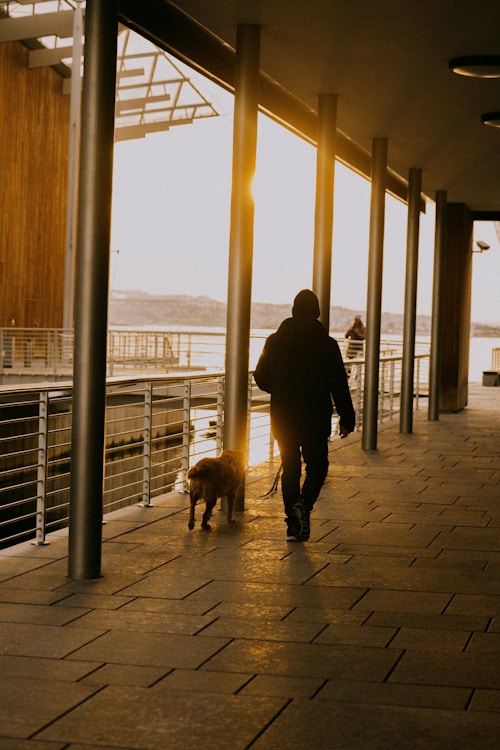 En person går tur med en hund med ryggen til i lav ettermiddagssol.